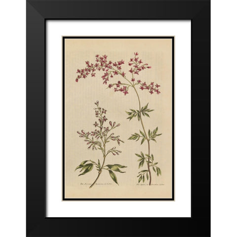 Herbal Botanical I Crop III Black Modern Wood Framed Art Print with Double Matting by Wild Apple Portfolio