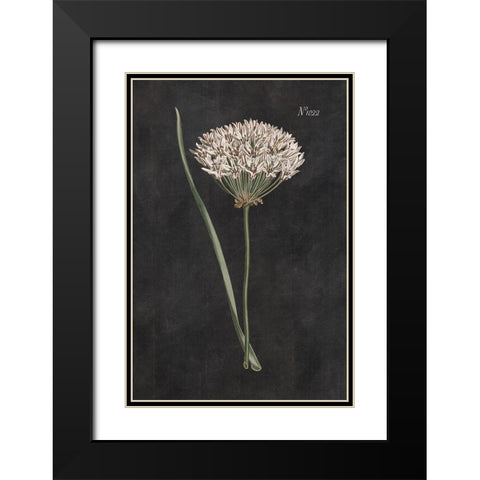 Allium I on Black Black Modern Wood Framed Art Print with Double Matting by Wild Apple Portfolio