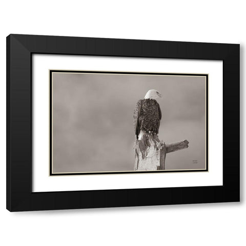 Eagle Perch Black Modern Wood Framed Art Print with Double Matting by Larson, Nathan