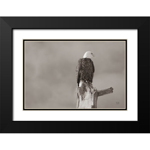 Eagle Perch Black Modern Wood Framed Art Print with Double Matting by Larson, Nathan