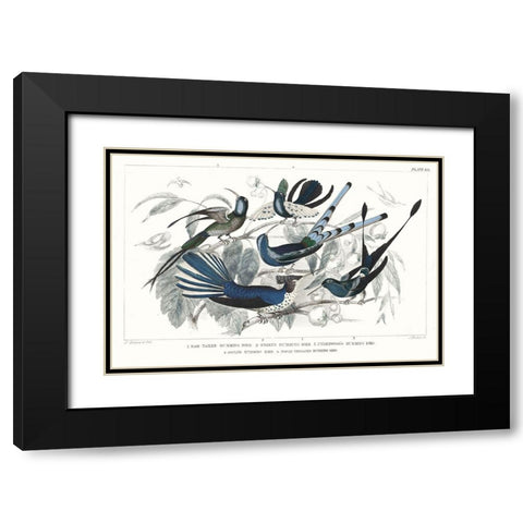 Hummingbirds Chart Providence Black Modern Wood Framed Art Print with Double Matting by Wild Apple Portfolio