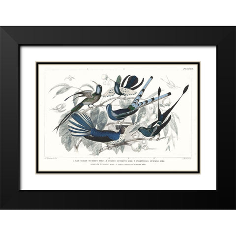 Hummingbirds Chart Providence Black Modern Wood Framed Art Print with Double Matting by Wild Apple Portfolio