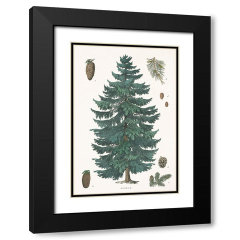 Evergreen Botanical Chart Black Modern Wood Framed Art Print with Double Matting by Portfolio, Wild Apple