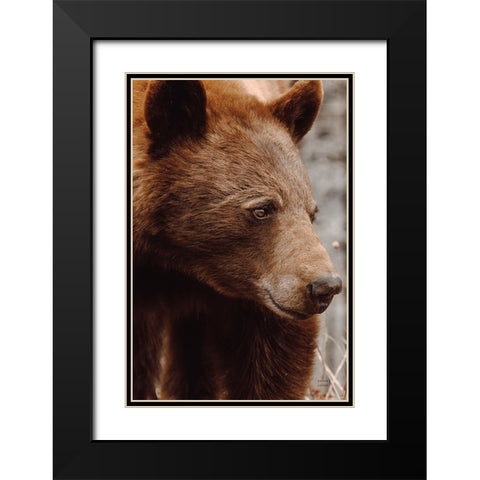 Bear Profile I Black Modern Wood Framed Art Print with Double Matting by Larson, Nathan
