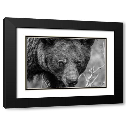 Bear Portrait BW Black Modern Wood Framed Art Print with Double Matting by Larson, Nathan
