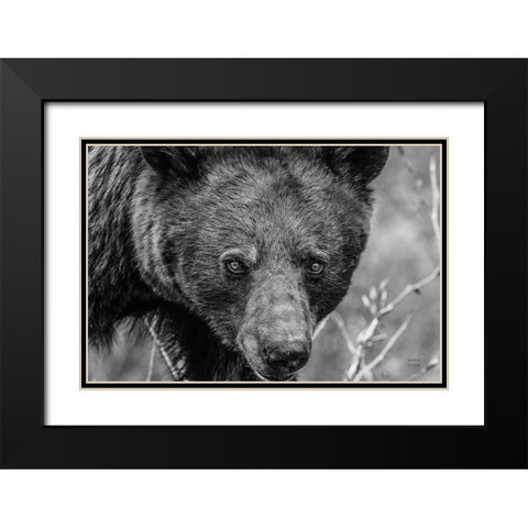 Bear Portrait BW Black Modern Wood Framed Art Print with Double Matting by Larson, Nathan