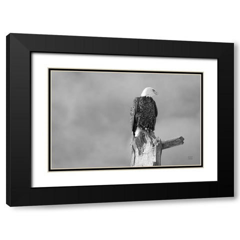 Eagle Perch BW Black Modern Wood Framed Art Print with Double Matting by Larson, Nathan