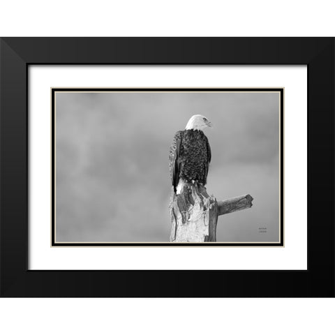 Eagle Perch BW Black Modern Wood Framed Art Print with Double Matting by Larson, Nathan