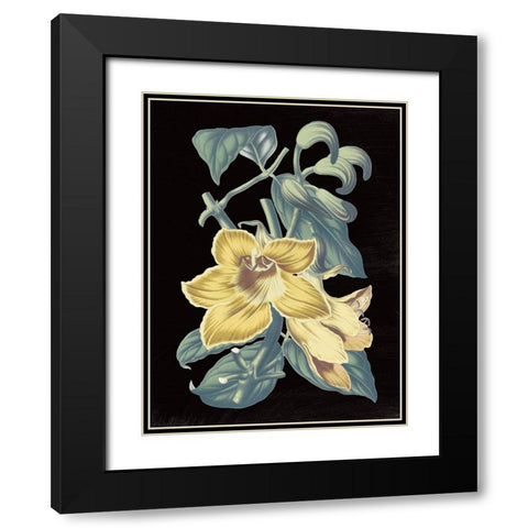 Antique Botanical XVIII Cool on Black Black Modern Wood Framed Art Print with Double Matting by Wild Apple Portfolio