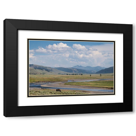 Lamar Valley Bison Black Modern Wood Framed Art Print with Double Matting by Majchrowicz, Alan