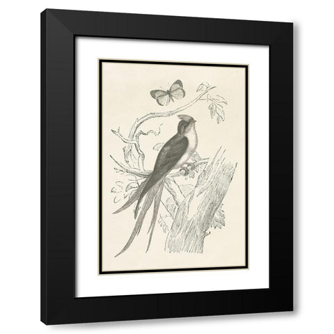 French Bird Etching Black Modern Wood Framed Art Print with Double Matting by Wild Apple Portfolio