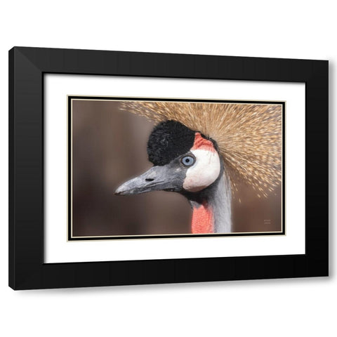 African Crowned Crane Black Modern Wood Framed Art Print with Double Matting by Larson, Nathan
