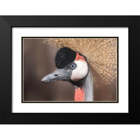 African Crowned Crane Black Modern Wood Framed Art Print with Double Matting by Larson, Nathan