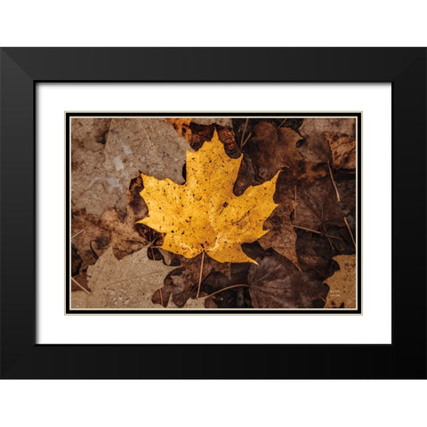 Fall Rains II Black Modern Wood Framed Art Print with Double Matting by Larson, Nathan