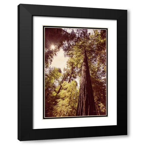 Redwoods 1 Black Modern Wood Framed Art Print with Double Matting by Van Swearingen, Debra