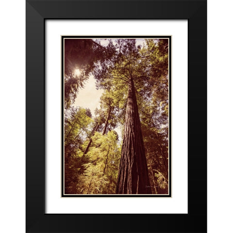 Redwoods 1 Black Modern Wood Framed Art Print with Double Matting by Van Swearingen, Debra