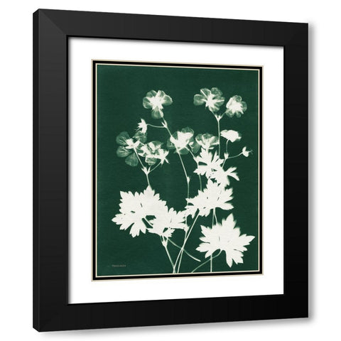 Alpine Flower V Green Black Modern Wood Framed Art Print with Double Matting by Ferguson, Kathy