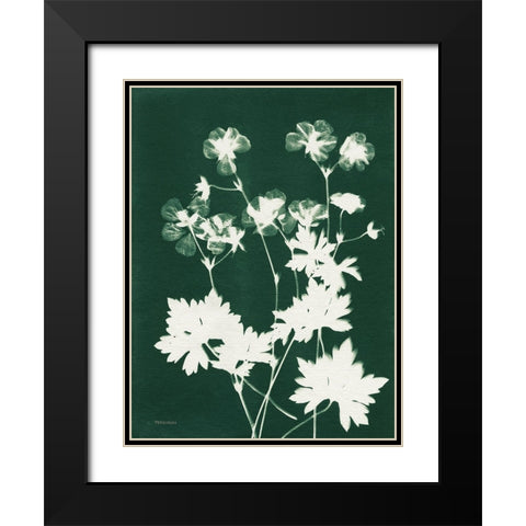 Alpine Flower V Green Black Modern Wood Framed Art Print with Double Matting by Ferguson, Kathy