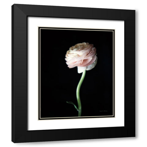 Single Ranunculus IV Black Modern Wood Framed Art Print with Double Matting by Van Swearingen, Debra