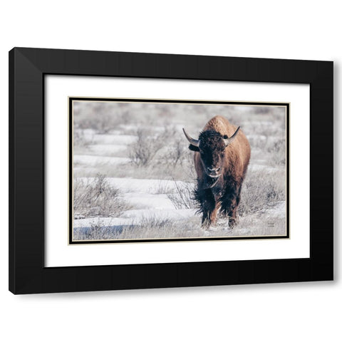 Bison Beauty Black Modern Wood Framed Art Print with Double Matting by Larson, Nathan