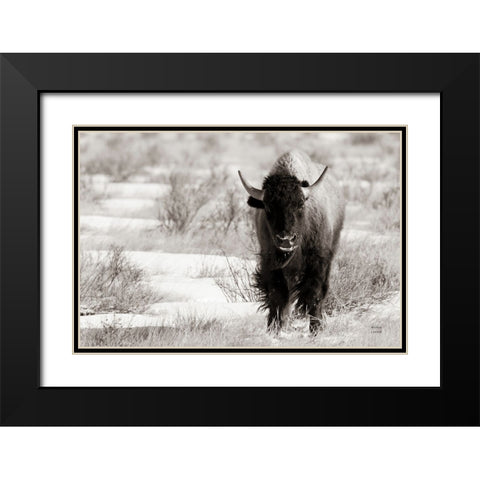 Bison Beauty BW Black Modern Wood Framed Art Print with Double Matting by Larson, Nathan