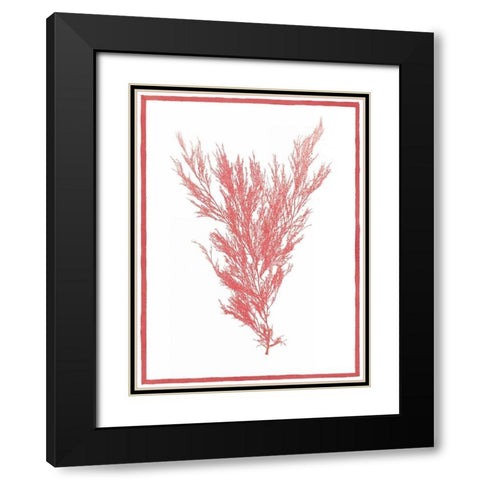 Sea Things II Black Modern Wood Framed Art Print with Double Matting by Chilton, Sarah E
