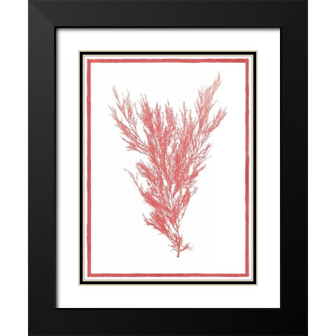 Sea Things II Black Modern Wood Framed Art Print with Double Matting by Chilton, Sarah E