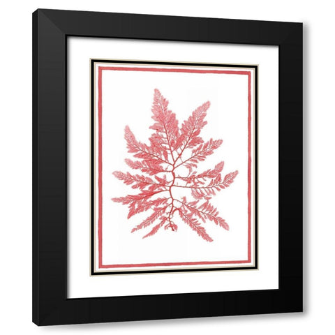 Sea Things III Black Modern Wood Framed Art Print with Double Matting by Chilton, Sarah E