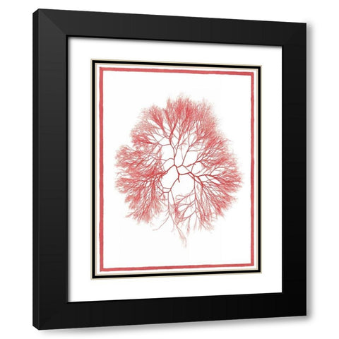 Sea Things IV Black Modern Wood Framed Art Print with Double Matting by Chilton, Sarah E