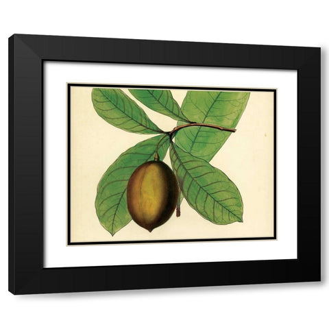 Palmetto IV Black Modern Wood Framed Art Print with Double Matting by Alexander, Zachary