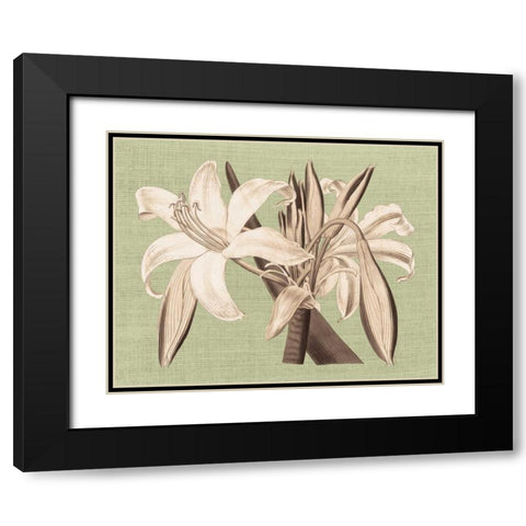Regence Lily IV Black Modern Wood Framed Art Print with Double Matting by Chilton, Sarah E