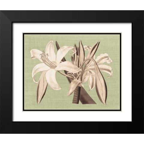 Regence Lily IV Black Modern Wood Framed Art Print with Double Matting by Chilton, Sarah E