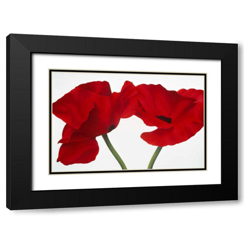 Poppy red Black Modern Wood Framed Art Print with Double Matting by Poelstra-Holzhaus, Yvonne