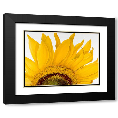 Sunflower I Black Modern Wood Framed Art Print with Double Matting by Poelstra-Holzhaus, Yvonne