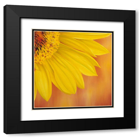Sunflower II Black Modern Wood Framed Art Print with Double Matting by Poelstra-Holzhaus, Yvonne