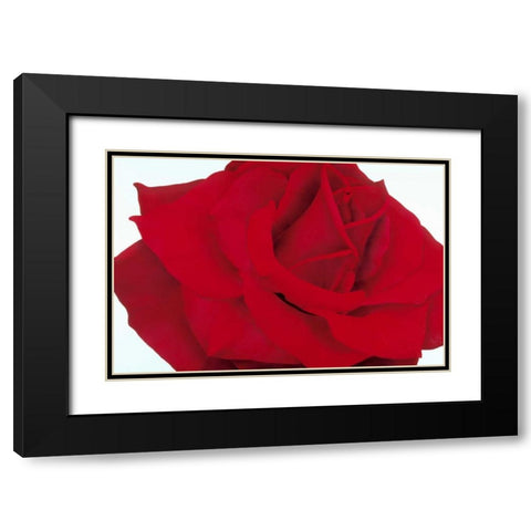 Red Rose Black Modern Wood Framed Art Print with Double Matting by Poelstra-Holzhaus, Yvonne