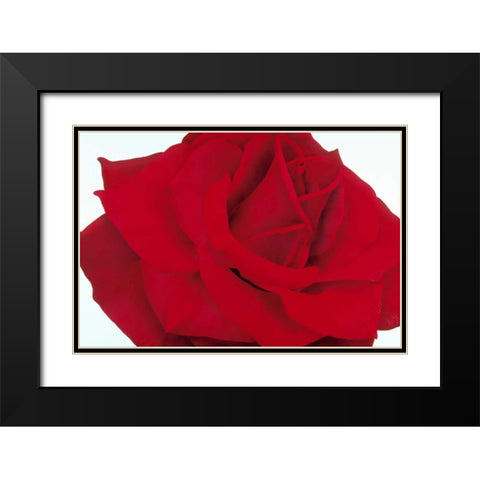 Red Rose Black Modern Wood Framed Art Print with Double Matting by Poelstra-Holzhaus, Yvonne