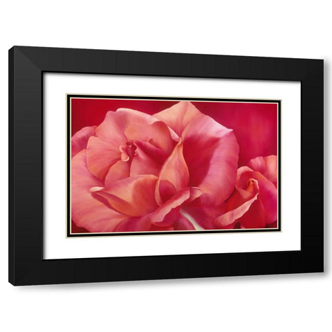 Pink Rose I Black Modern Wood Framed Art Print with Double Matting by Poelstra-Holzhaus, Yvonne