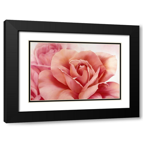 Pink Rose II Black Modern Wood Framed Art Print with Double Matting by Poelstra-Holzhaus, Yvonne