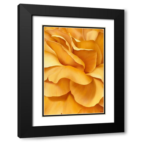 Magnificant Flower I Black Modern Wood Framed Art Print with Double Matting by Poelstra-Holzhaus, Yvonne
