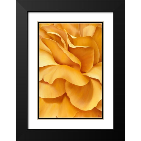 Magnificant Flower I Black Modern Wood Framed Art Print with Double Matting by Poelstra-Holzhaus, Yvonne