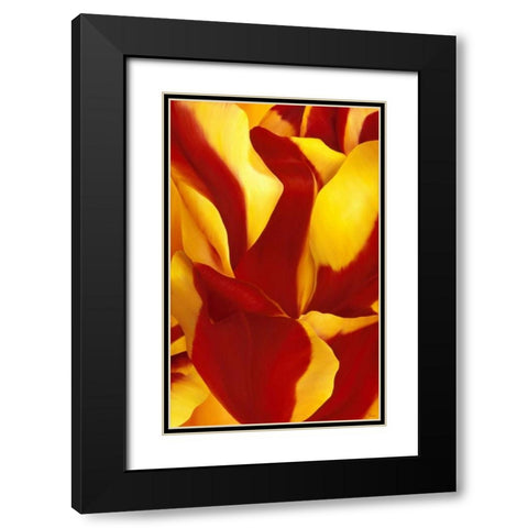 Magnificant Flower II Black Modern Wood Framed Art Print with Double Matting by Poelstra-Holzhaus, Yvonne