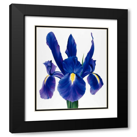 Purple floral I Black Modern Wood Framed Art Print with Double Matting by Poelstra-Holzhaus, Yvonne
