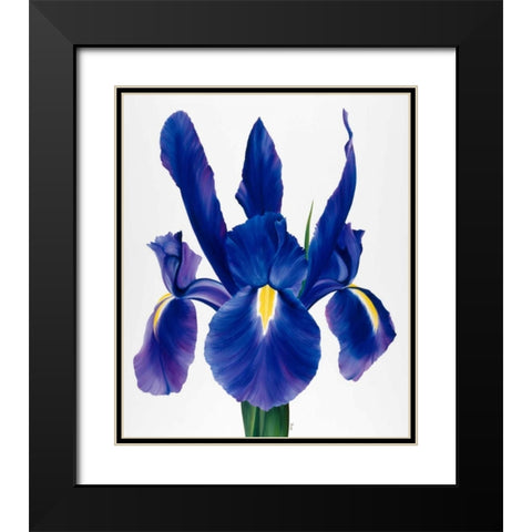 Purple floral I Black Modern Wood Framed Art Print with Double Matting by Poelstra-Holzhaus, Yvonne