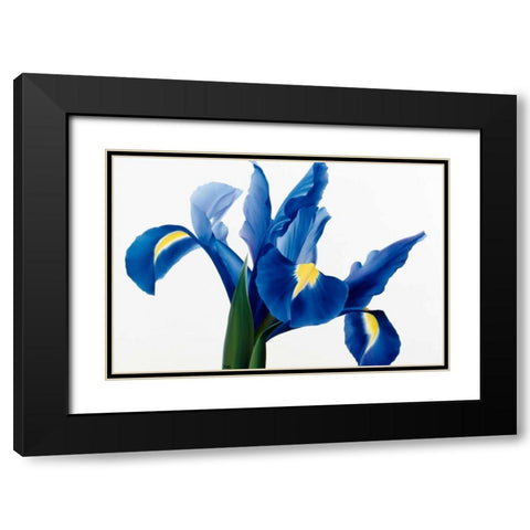 Purple floral II Black Modern Wood Framed Art Print with Double Matting by Poelstra-Holzhaus, Yvonne