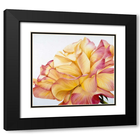 Beautiful rose Black Modern Wood Framed Art Print with Double Matting by Poelstra-Holzhaus, Yvonne