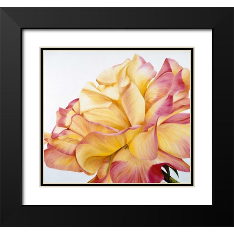 Beautiful rose Black Modern Wood Framed Art Print with Double Matting by Poelstra-Holzhaus, Yvonne
