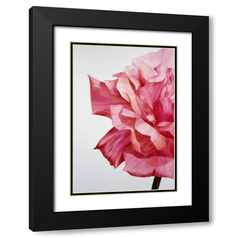 Pink Twin I Black Modern Wood Framed Art Print with Double Matting by Poelstra-Holzhaus, Yvonne