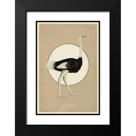 Ostrich Black Modern Wood Framed Art Print with Double Matting by Waltz, Anne