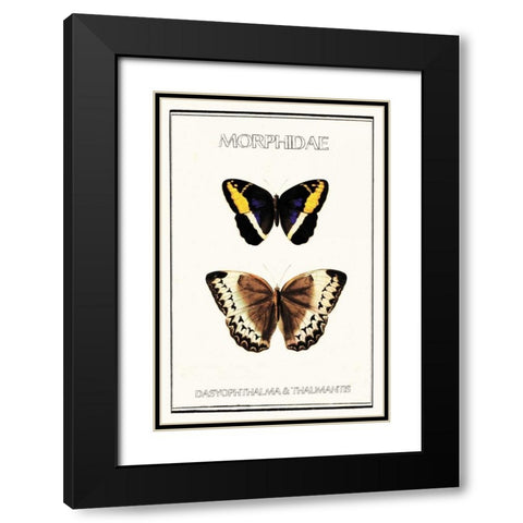 Morphidae Black Modern Wood Framed Art Print with Double Matting by Waltz, Anne